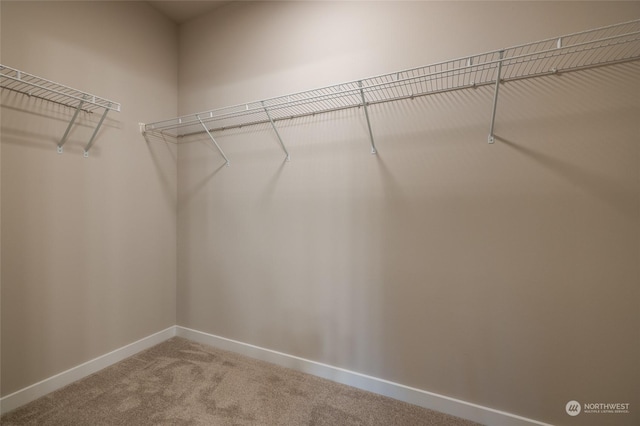 walk in closet with carpet floors