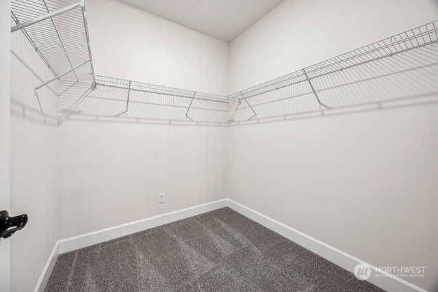 walk in closet featuring carpet