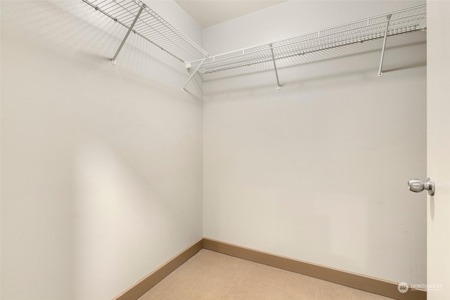 walk in closet with carpet flooring