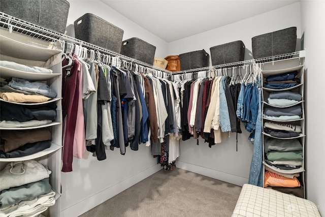 walk in closet featuring carpet flooring