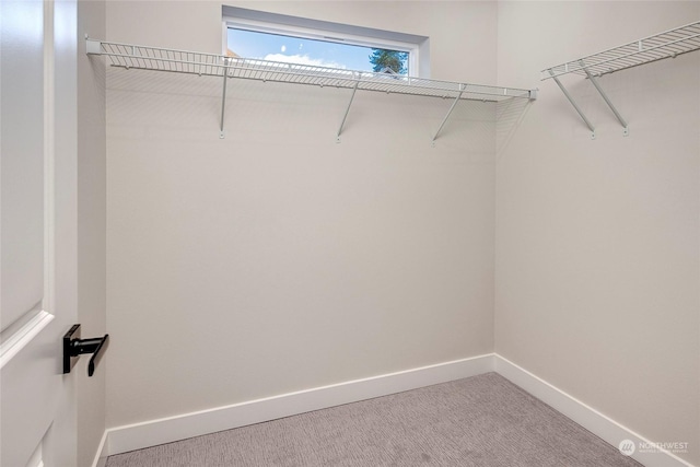 walk in closet with carpet