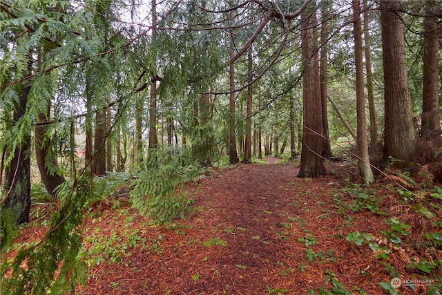 view of local wilderness