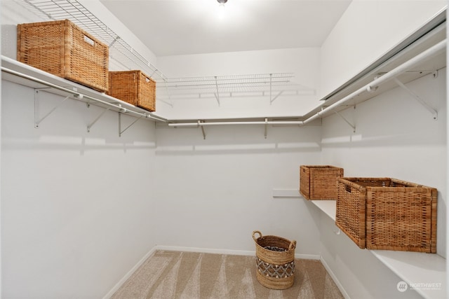 walk in closet featuring carpet