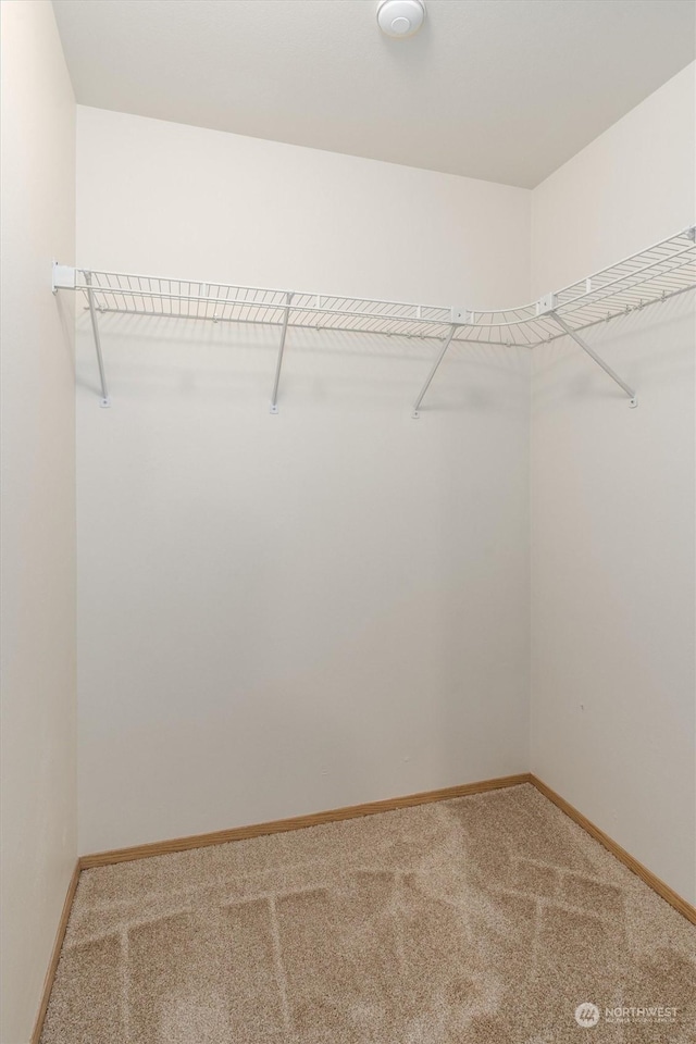 spacious closet with carpet