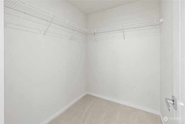 walk in closet featuring carpet flooring