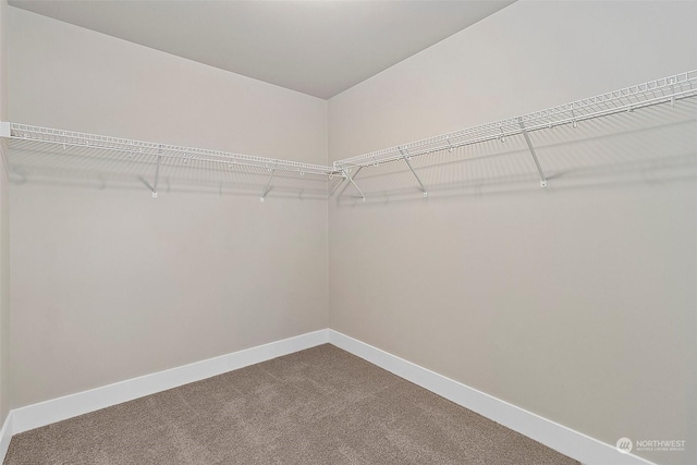 walk in closet featuring carpet