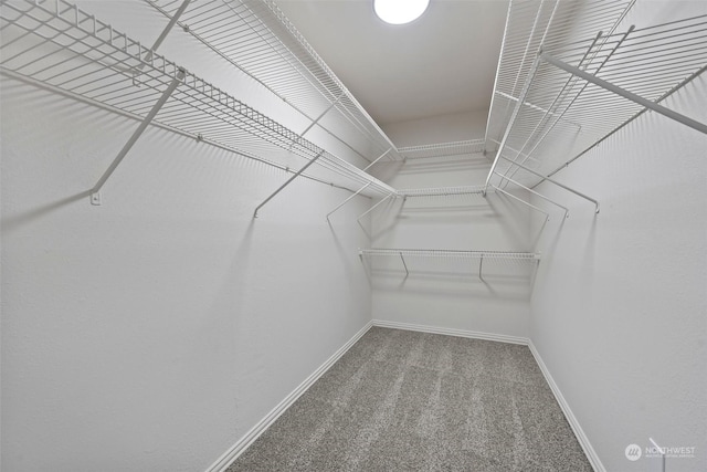 spacious closet with carpet