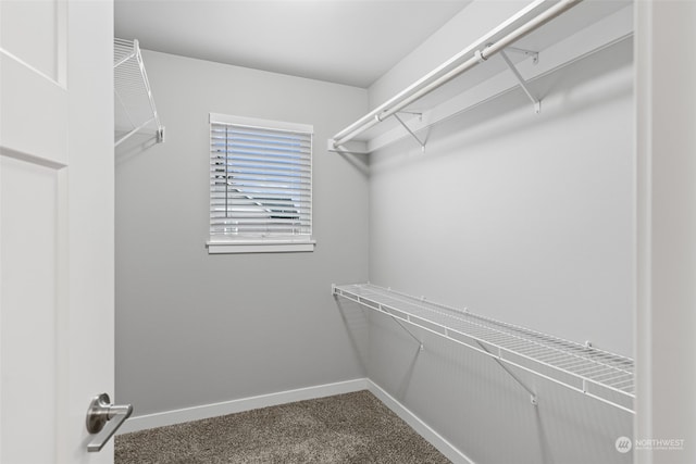 walk in closet with carpet