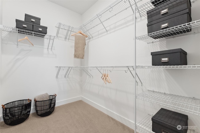 spacious closet featuring carpet flooring