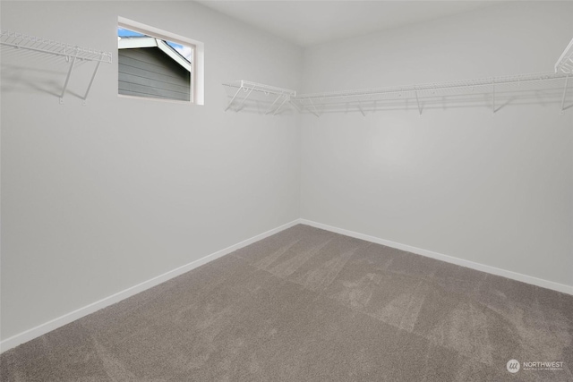 spacious closet with carpet