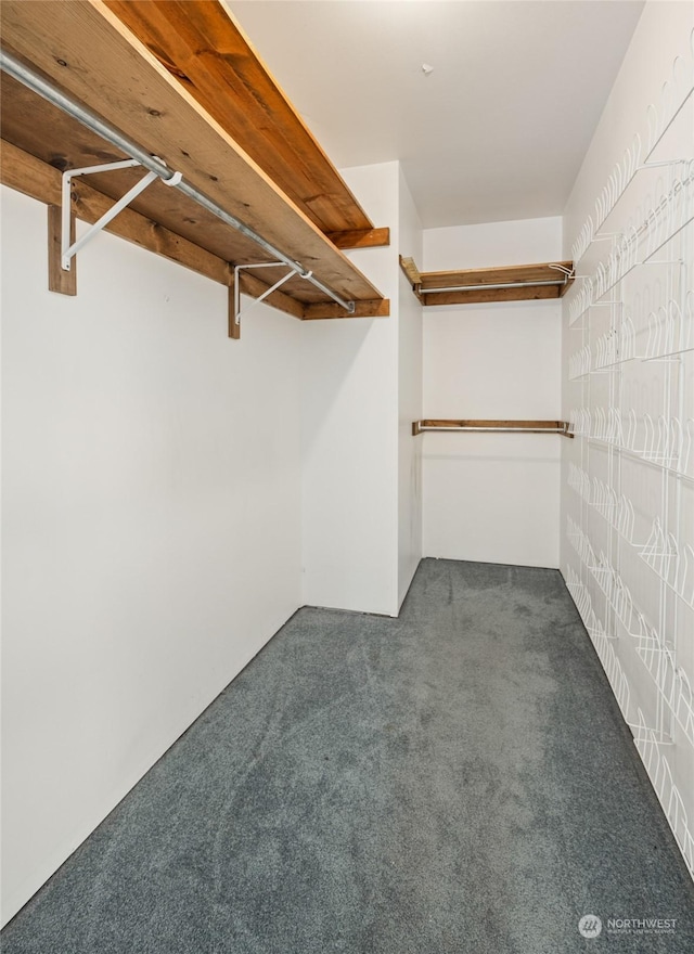 walk in closet with dark colored carpet