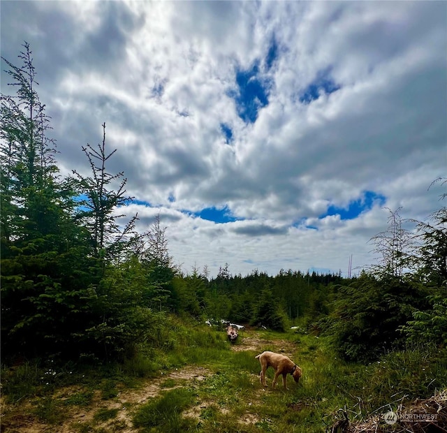 view of local wilderness