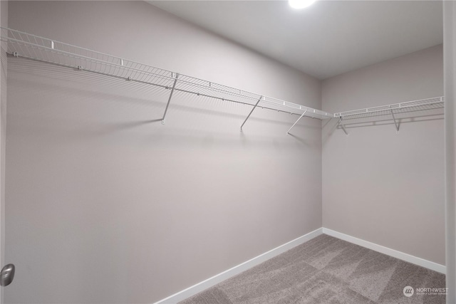 spacious closet featuring carpet flooring