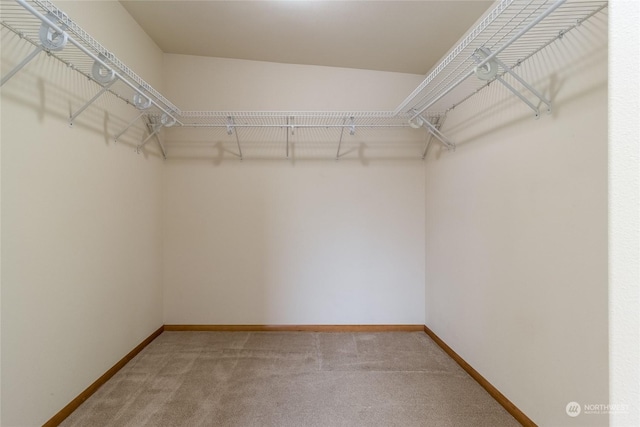 walk in closet with carpet floors