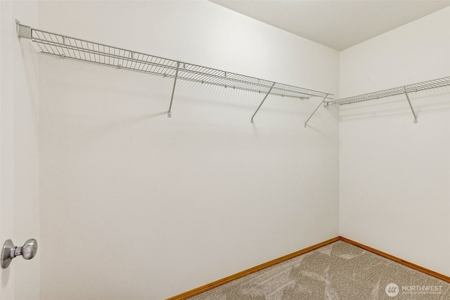 walk in closet with carpet flooring