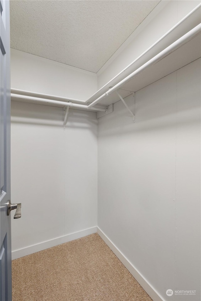 walk in closet featuring carpet flooring