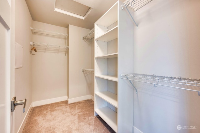 spacious closet featuring carpet flooring