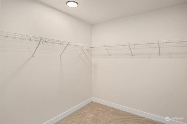 spacious closet featuring carpet