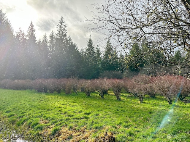 view of yard with a rural view