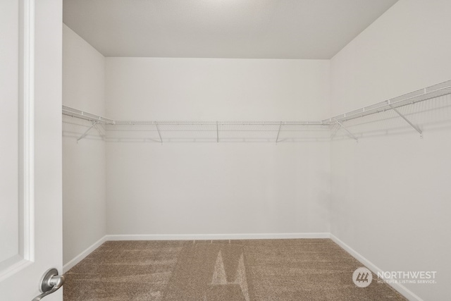 walk in closet featuring carpet floors