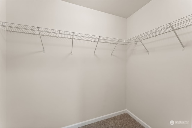 walk in closet featuring carpet floors