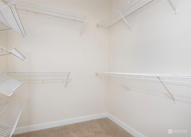 spacious closet featuring carpet floors