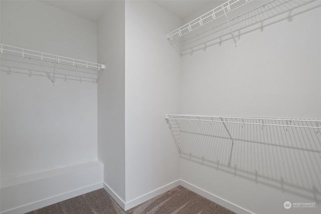 spacious closet featuring carpet flooring