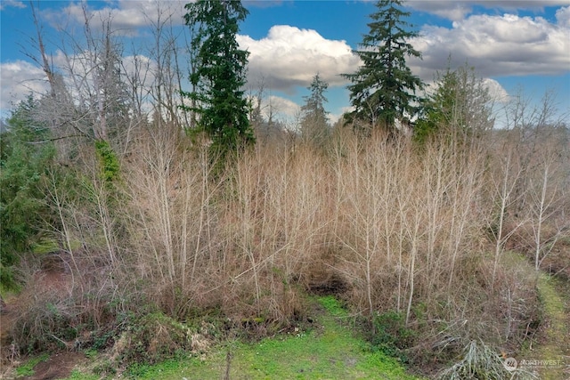 view of local wilderness