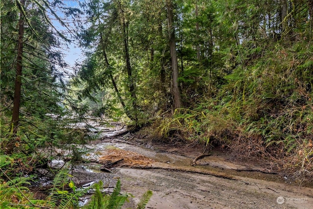 view of local wilderness