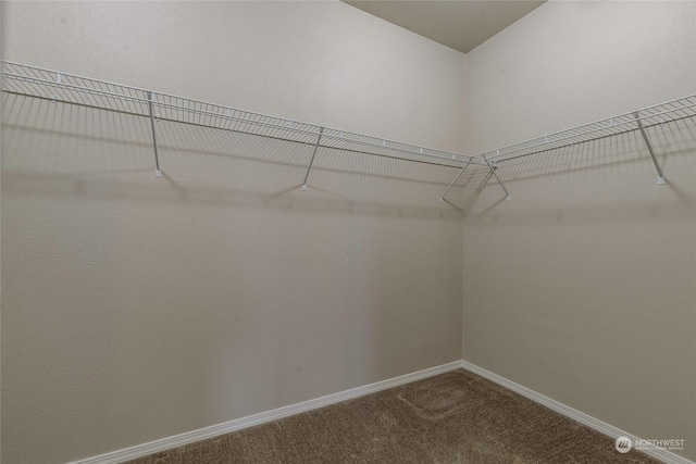 spacious closet with carpet flooring