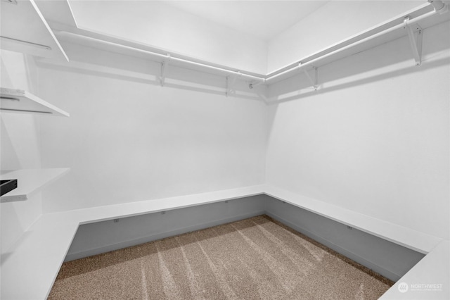 walk in closet featuring carpet floors