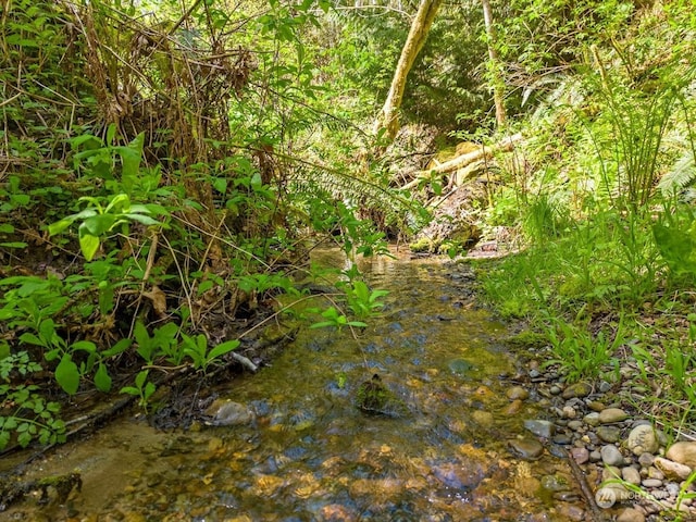 view of local wilderness