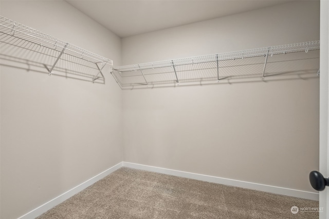 walk in closet featuring carpet flooring