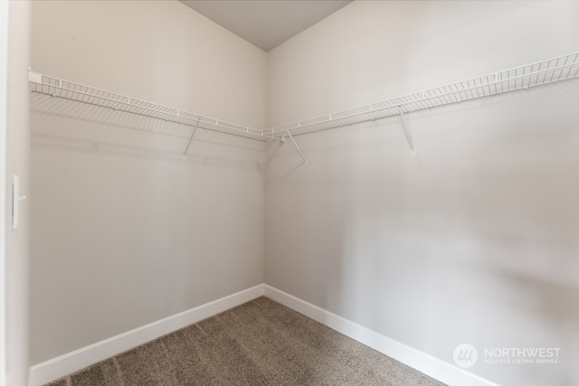 spacious closet featuring carpet