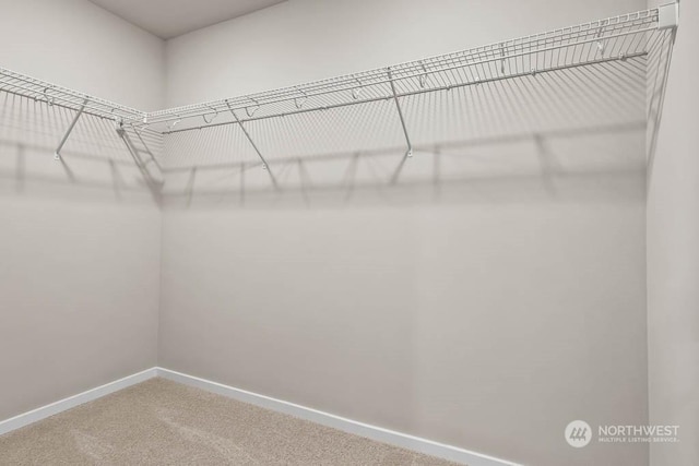 spacious closet featuring carpet