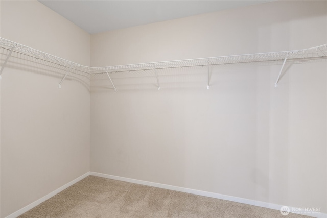 spacious closet featuring carpet floors