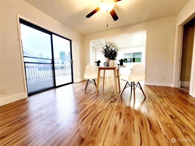 dining room with plenty of natural light, ceiling fan, and light wood-type flooring