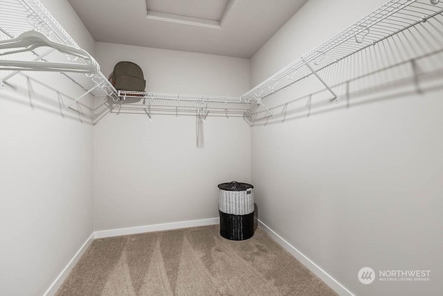 walk in closet featuring a raised ceiling, carpet flooring, and attic access