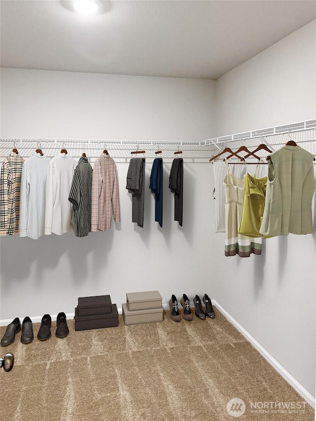 walk in closet with carpet flooring