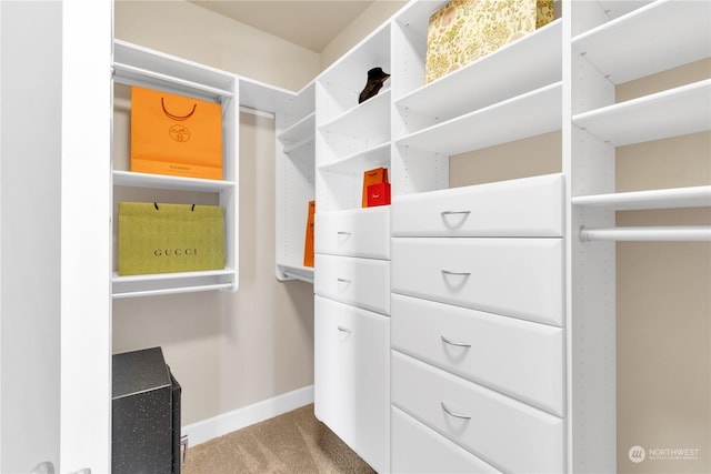 spacious closet featuring carpet floors