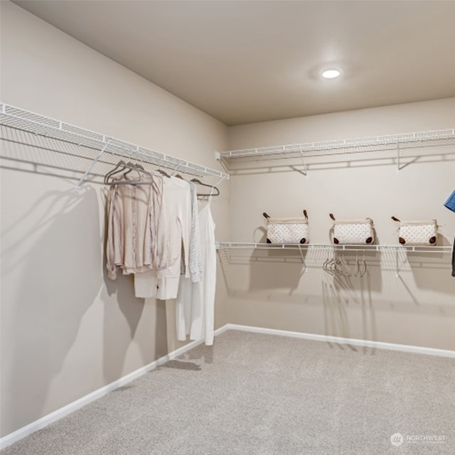 walk in closet with carpet flooring