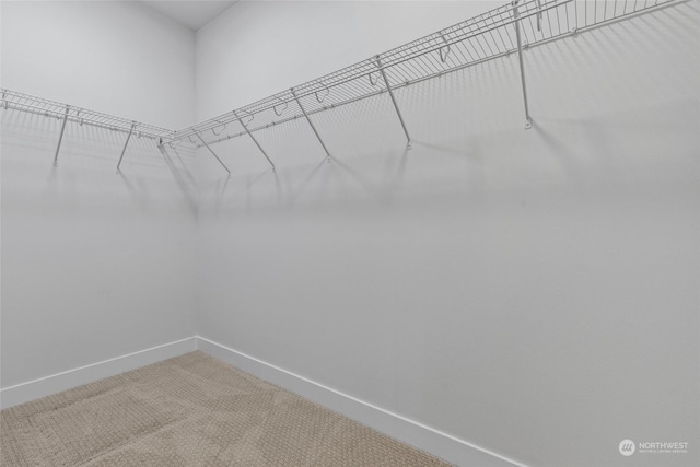 spacious closet featuring carpet