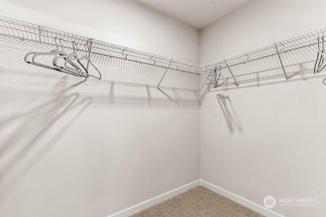 walk in closet featuring carpet floors