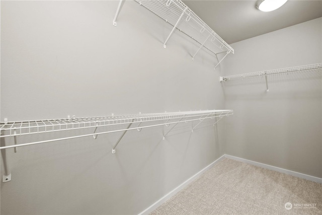 spacious closet featuring carpet