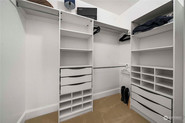 spacious closet featuring carpet floors