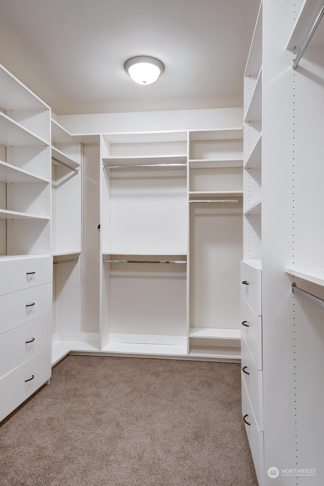 walk in closet featuring carpet flooring