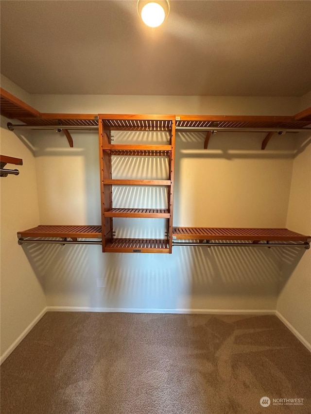 walk in closet featuring carpet floors