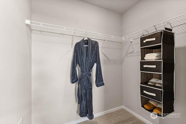 walk in closet with carpet floors