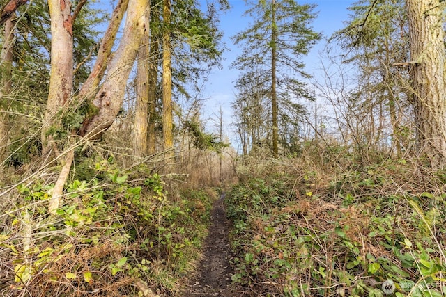 view of local wilderness