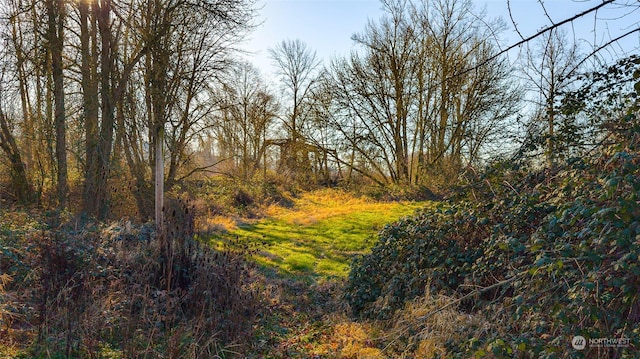 view of local wilderness